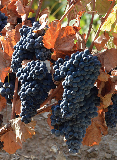 Grapes at Quinta do Noval are picked exclusively by hand 
